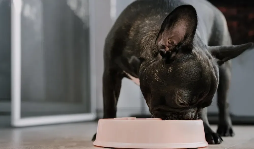 A French bulldog eating from a bowl