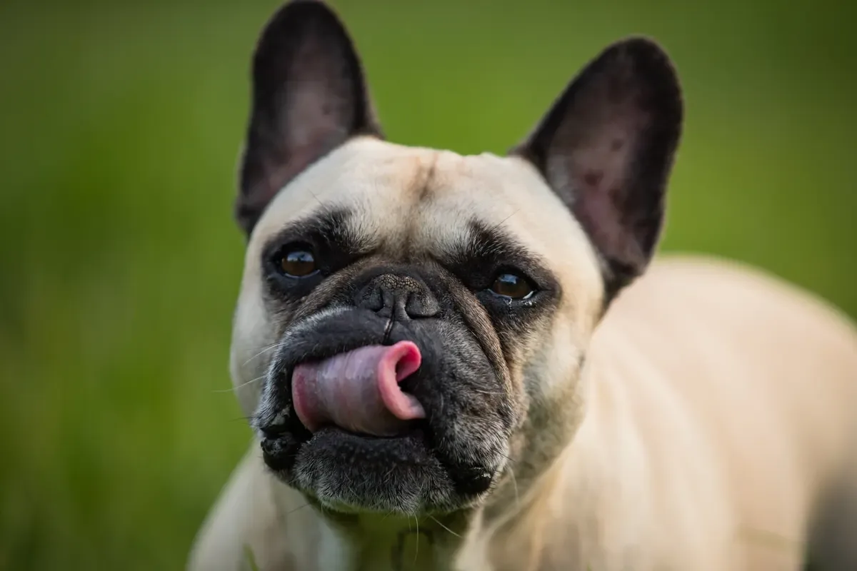 Marley the French bulldog licking his lips