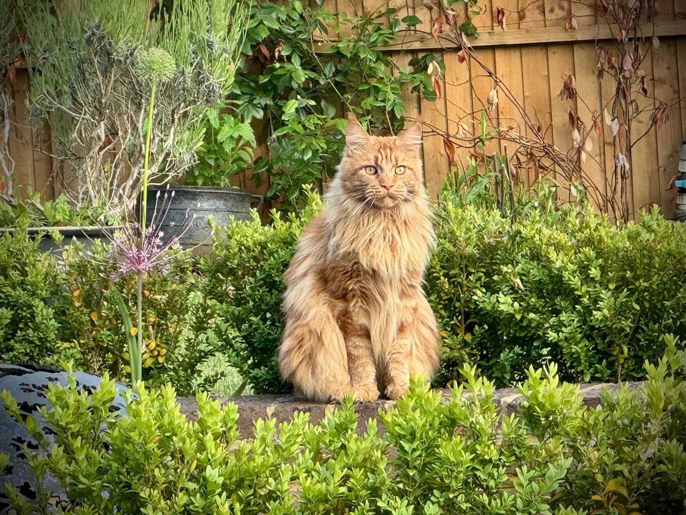 Cat in the garden